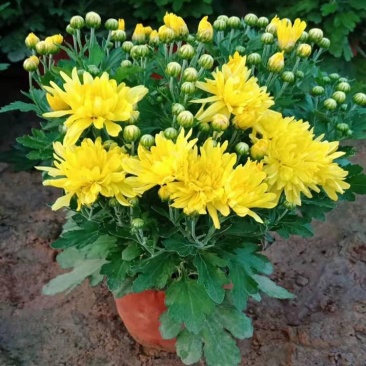 九月菊带花苞菊花盆栽菊花苗千头菊四季球菊四季开花室内花卉