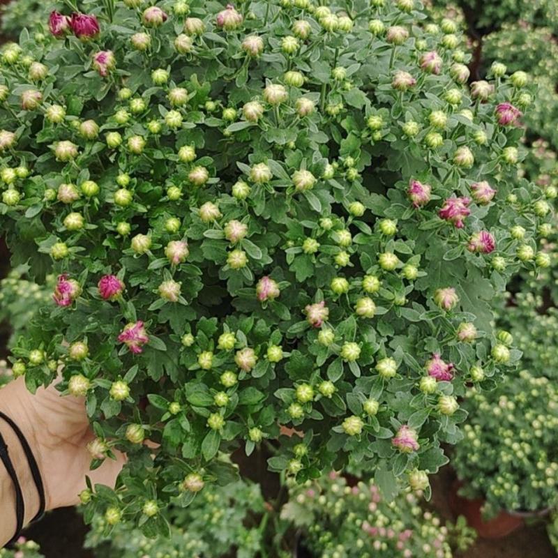 九月菊带花苞菊花盆栽菊花苗千头菊四季球菊四季开花室内花卉