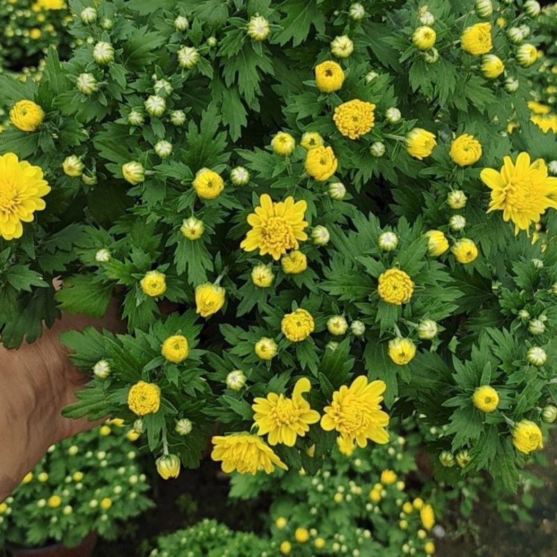 九月菊带花苞菊花盆栽菊花苗千头菊四季球菊四季开花室内花卉