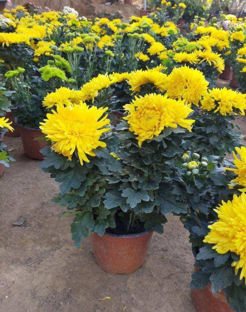 九月菊带花苞菊花盆栽菊花苗千头菊四季球菊四季开花室内花卉