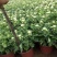 九月菊带花苞菊花盆栽菊花苗千头菊四季球菊四季开花室内花卉