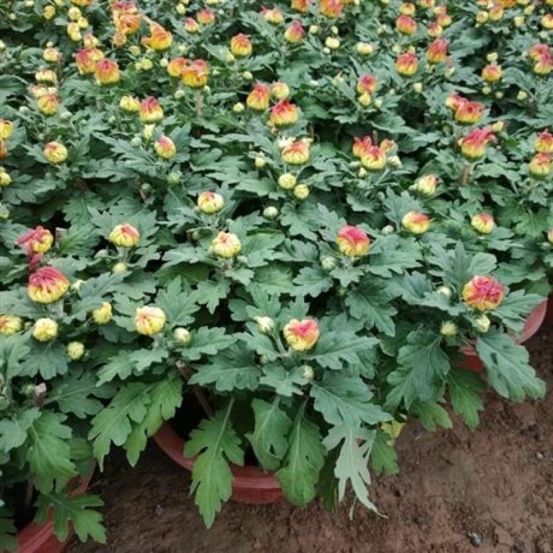 九月菊带花苞菊花盆栽菊花苗千头菊四季球菊四季开花室内花卉
