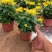 九月菊带花苞菊花盆栽菊花苗千头菊四季球菊四季开花室内花卉