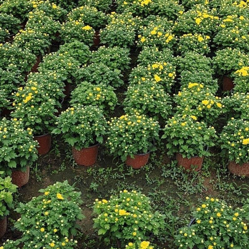 九月菊带花苞菊花盆栽菊花苗千头菊四季球菊四季开花室内花卉