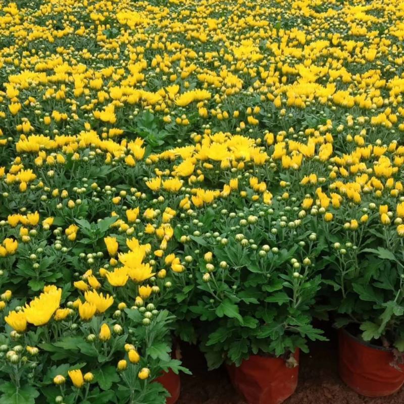 九月菊带花苞菊花盆栽菊花苗千头菊四季球菊四季开花室内花卉
