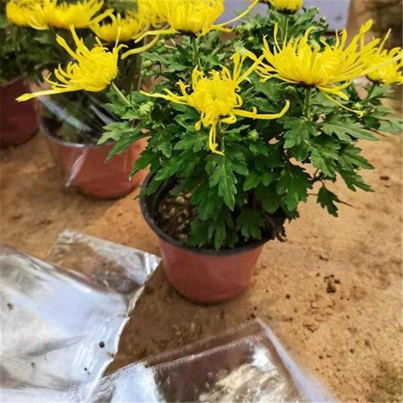 九月菊带花苞菊花盆栽菊花苗千头菊四季球菊四季开花室内花卉