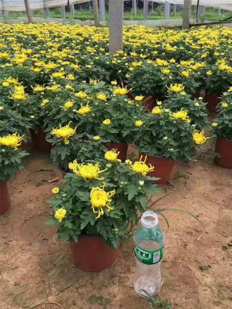 九月菊带花苞菊花盆栽菊花苗千头菊四季球菊四季开花室内花卉