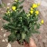九月菊带花苞菊花盆栽菊花苗千头菊四季球菊四季开花室内花卉