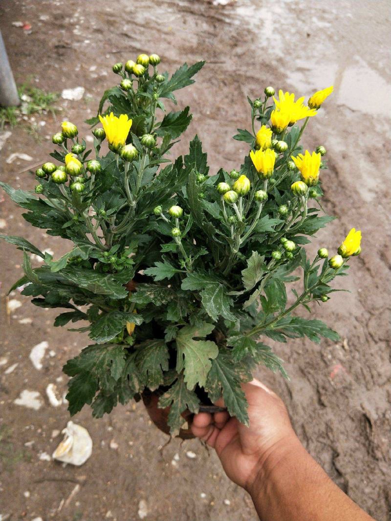 九月菊带花苞菊花盆栽菊花苗千头菊四季球菊四季开花室内花卉