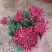 特大花菊花盆栽带花苞四季开花九月菊室内外阳台花卉绿植