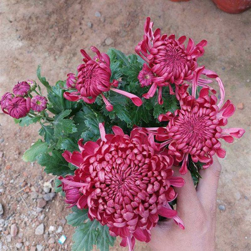 特大花菊花盆栽带花苞四季开花九月菊室内外阳台花卉绿植