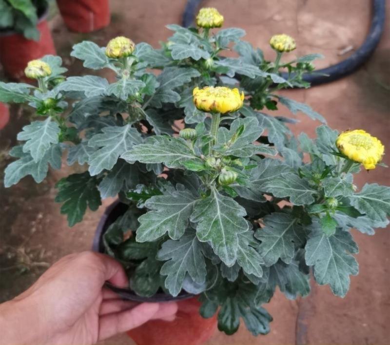 特大花菊花盆栽带花苞四季开花九月菊室内外阳台花卉绿植