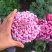 特大花菊花盆栽带花苞四季开花九月菊室内外阳台花卉绿植