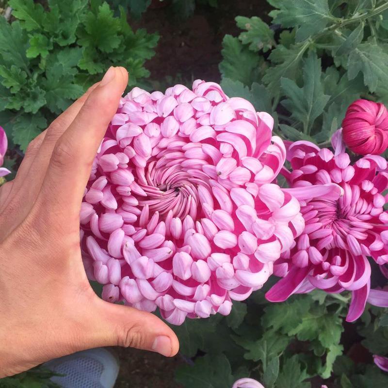 特大花菊花盆栽带花苞四季开花九月菊室内外阳台花卉绿植