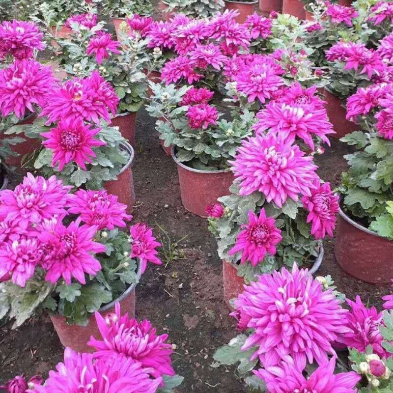 特大花菊花盆栽带花苞四季开花九月菊室内外阳台花卉绿植