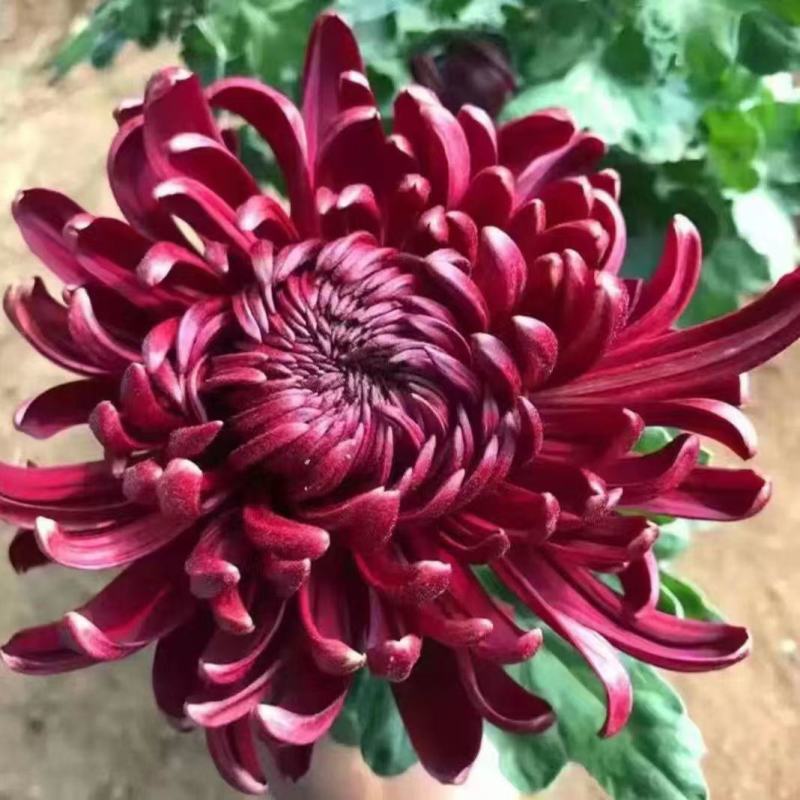 特大花菊花盆栽带花苞四季开花九月菊室内外阳台花卉绿植