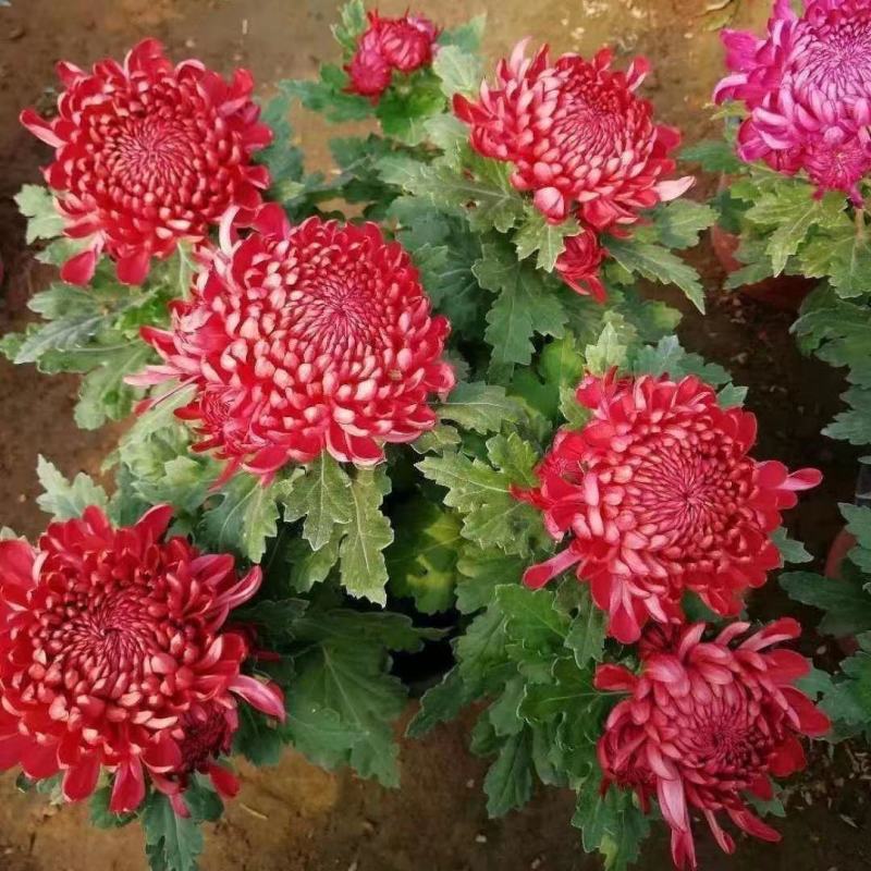特大花菊花盆栽带花苞四季开花九月菊室内外阳台花卉绿植