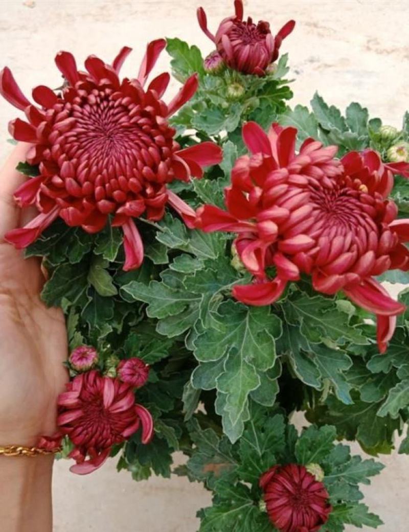 特大花菊花盆栽带花苞四季开花九月菊室内外阳台花卉绿植