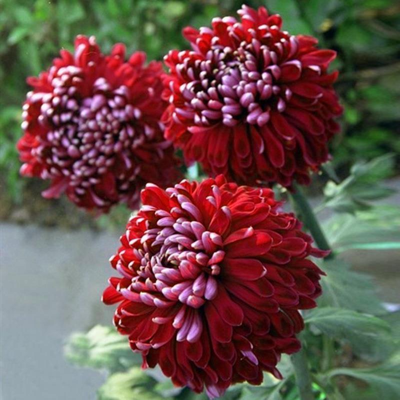 特大花菊花盆栽带花苞四季开花九月菊室内外阳台花卉绿植