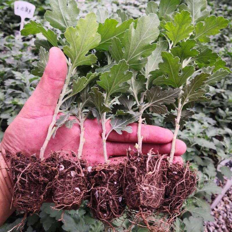 特大花菊花盆栽带花苞四季开花九月菊室内外阳台花卉绿植