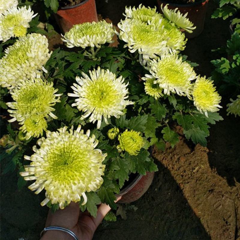 特大花菊花盆栽带花苞四季开花九月菊室内外阳台花卉绿植