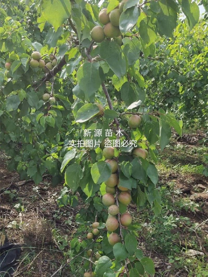 吊干杏树苗易管理产量高包成活包结果支持技术指导