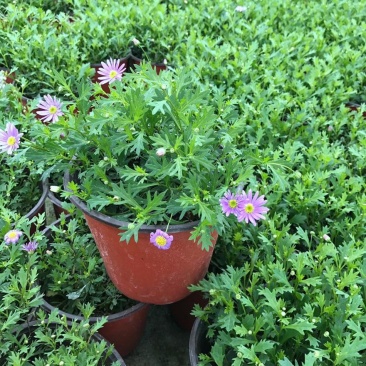 姬小菊盆栽花卉四季常青多年生草本植物室外阳台庭院观花易爆