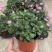 姬小菊盆栽花卉四季常青多年生草本植物室外阳台庭院观花易爆