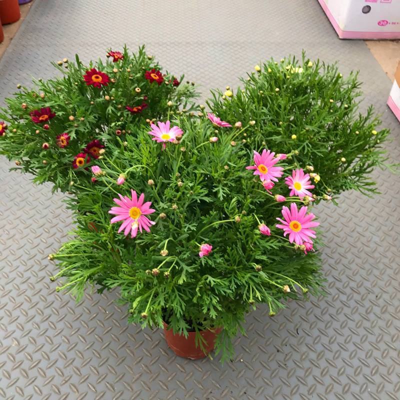 姬小菊盆栽花卉四季常青多年生草本植物室外阳台庭院观花易爆