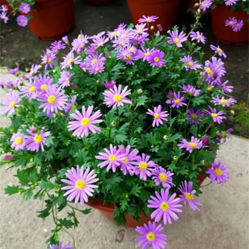 姬小菊盆栽花卉四季常青多年生草本植物室外阳台庭院观花易爆