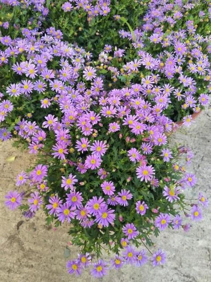 姬小菊盆栽花卉四季常青多年生草本植物室外阳台庭院观花易爆