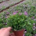 姬小菊盆栽花卉四季常青多年生草本植物室外阳台庭院观花易爆