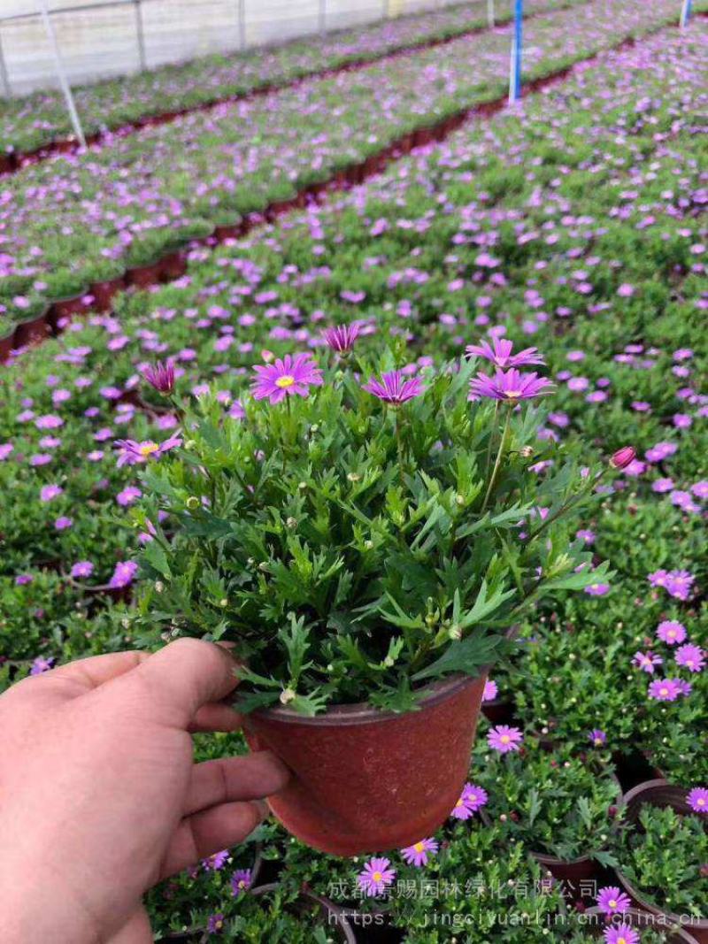 姬小菊盆栽花卉四季常青多年生草本植物室外阳台庭院观花易爆
