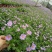 姬小菊盆栽花卉四季常青多年生草本植物室外阳台庭院观花易爆