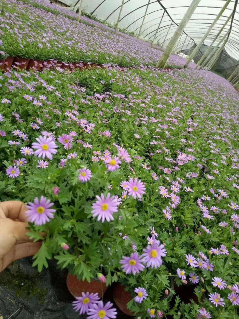 姬小菊盆栽花卉四季常青多年生草本植物室外阳台庭院观花易爆