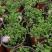姬小菊盆栽花卉四季常青多年生草本植物室外阳台庭院观花易爆