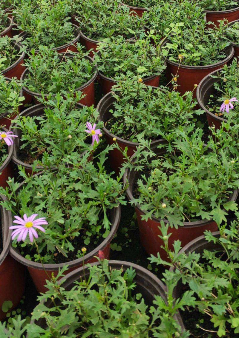 姬小菊盆栽花卉四季常青多年生草本植物室外阳台庭院观花易爆
