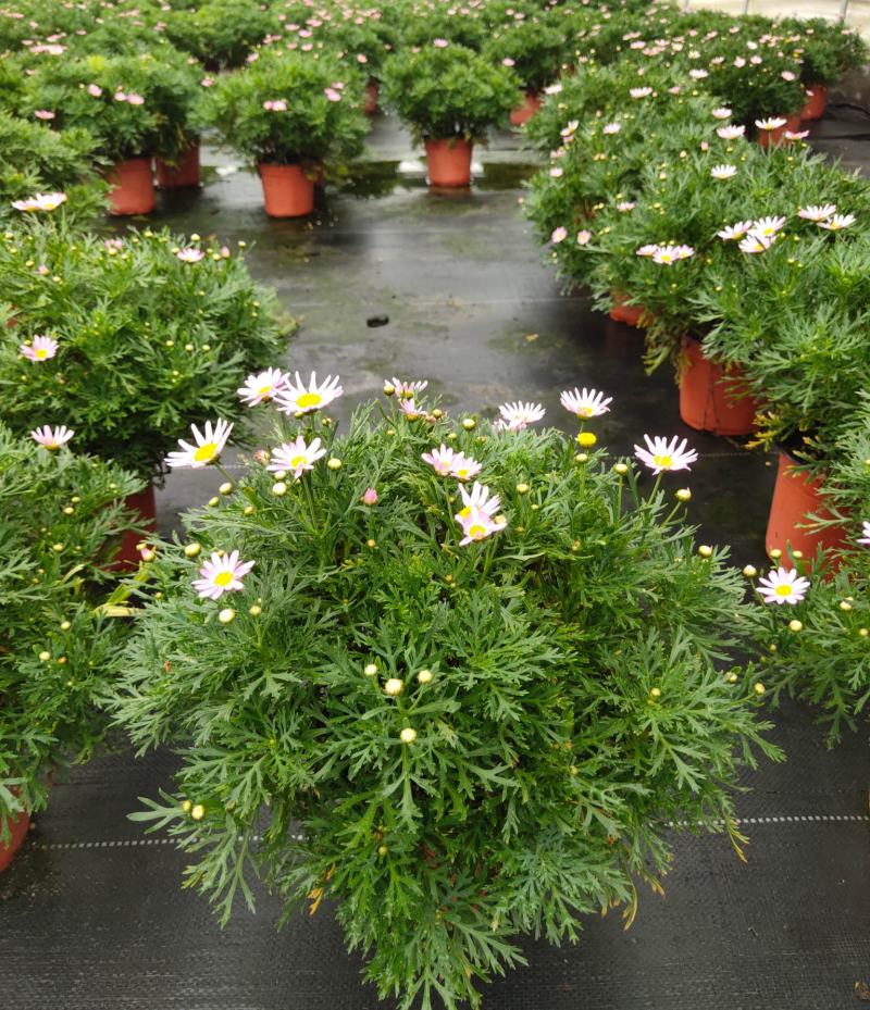 姬小菊盆栽花卉四季常青多年生草本植物室外阳台庭院观花易爆