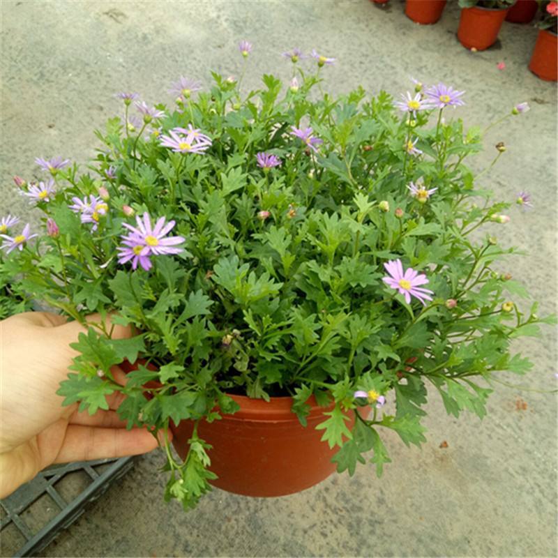 姬小菊盆栽花卉四季常青多年生草本植物室外阳台庭院观花易爆