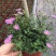 姬小菊盆栽花卉四季常青多年生草本植物室外阳台庭院观花易爆
