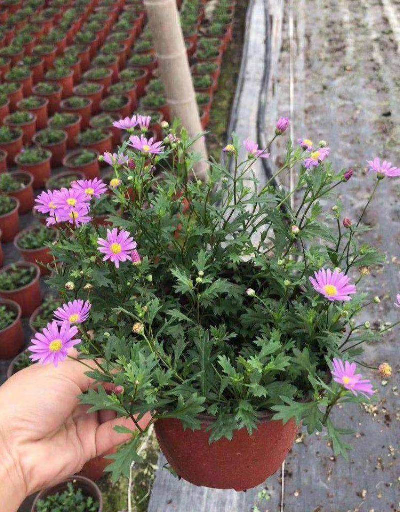姬小菊盆栽花卉四季常青多年生草本植物室外阳台庭院观花易爆