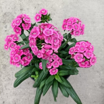 绣球石竹盆栽花园花镜多年生耐寒耐热开花植物易养花卉花期长