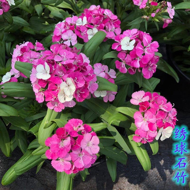 绣球石竹盆栽花园花镜多年生耐寒耐热开花植物易养花卉花期长