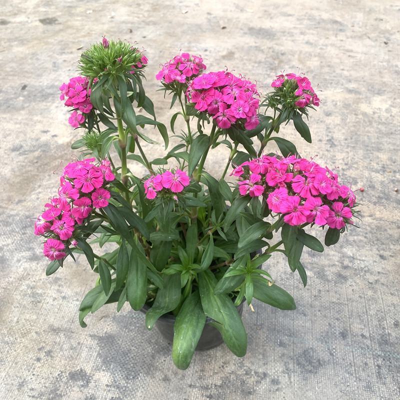 绣球石竹盆栽花园花镜多年生耐寒耐热开花植物易养花卉花期长