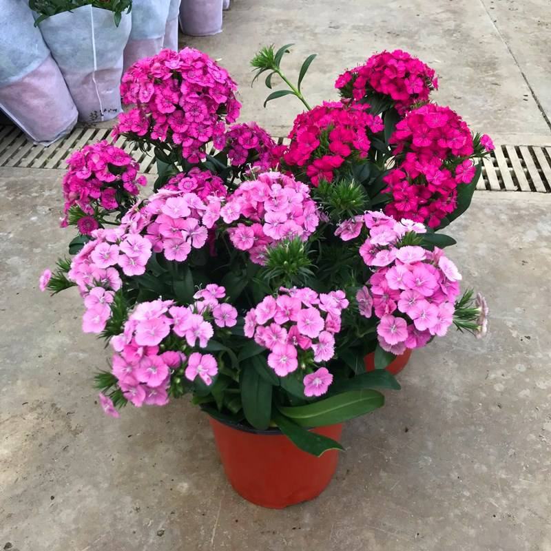 绣球石竹盆栽花园花镜多年生耐寒耐热开花植物易养花卉花期长
