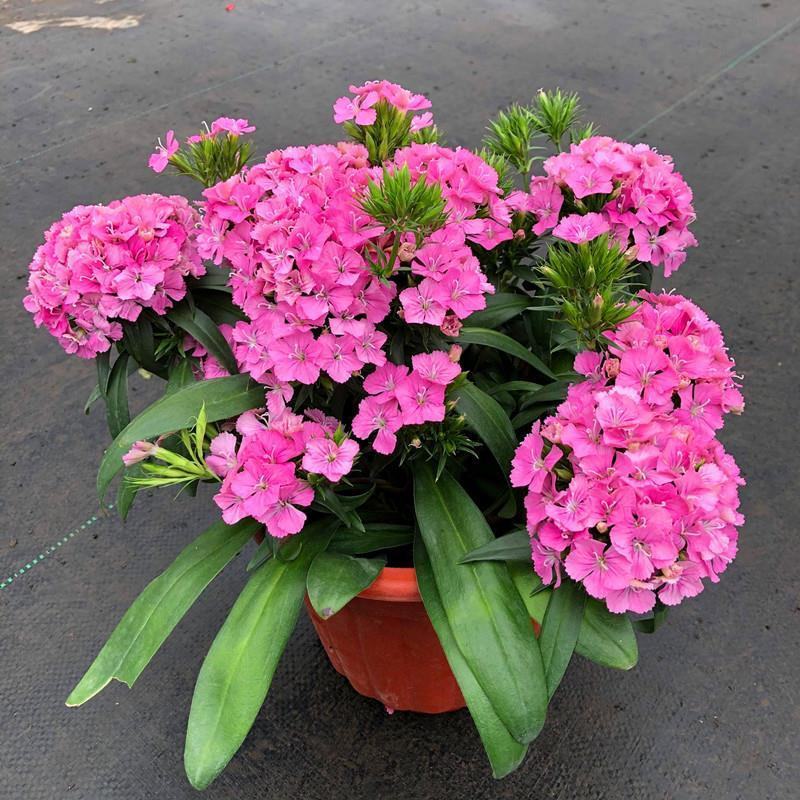 绣球石竹盆栽花园花镜多年生耐寒耐热开花植物易养花卉花期长