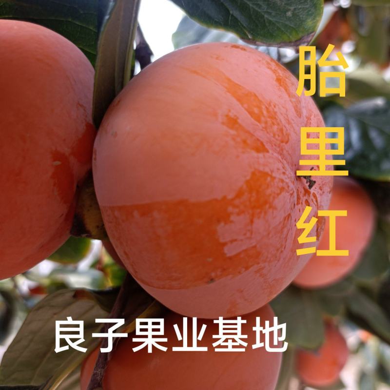 运城临猗黄土高坡七月精品黄柿子，火葫芦，吊红，