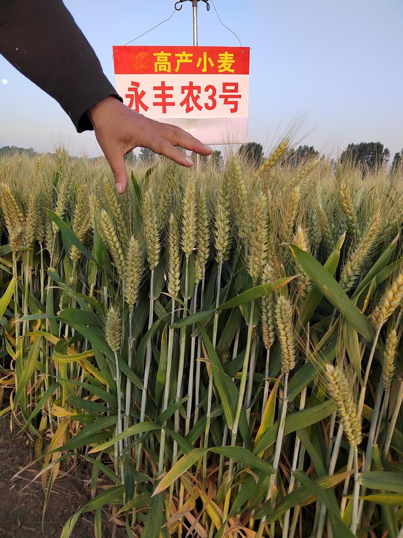 矮杆大穗小麦新品种亩产1600斤左右！！