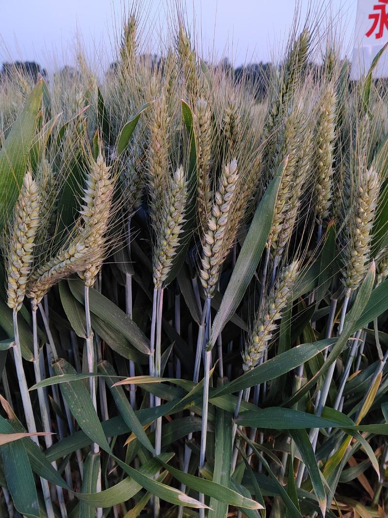 矮杆大穗小麦新品种亩产1600斤左右！！
