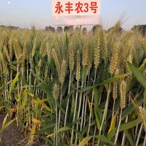小麦种子小麦新品种高产稳产耐旱耐涝抗病小麦种子